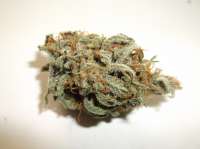 Alien Hallucination archive 4