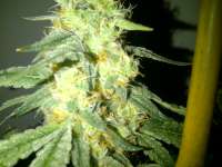 Alien Rock Candy: strain page photo, credit seedfinder.eu, copyright status shown with credit copyright unverified