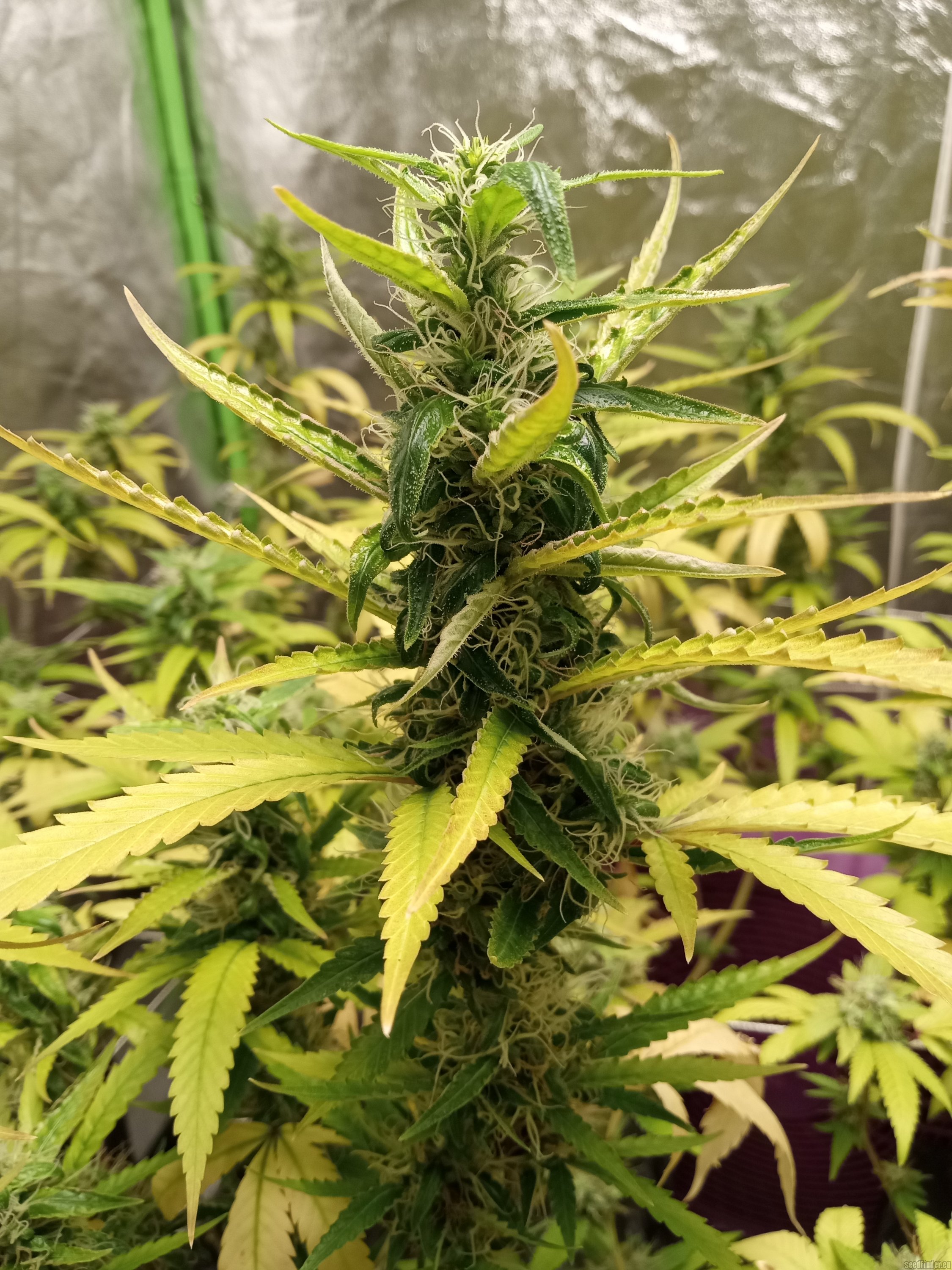 Alien Rock Candy flowering cannabis, as labeled by the cited photo source