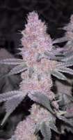 Fruity Pebbles OG: strain page photo, credit seedfinder.eu, copyright status shown with credit copyright unverified