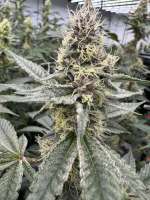 Fruity Pebbles OG: strain page photo, credit seedfinder.eu, copyright status shown with credit copyright unverified