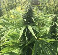 An image of American Kush