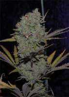 An image of Snowdawg BX