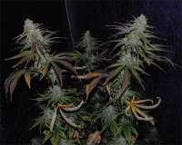 An image of Snowdawg BX