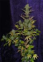 An image of Snowdawg BX
