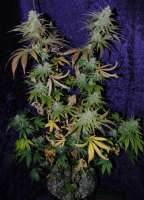 An image of Snowdawg BX