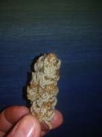 Salamanca Silver archive 1