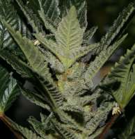 An image of Erdbeer x Sweet Pink Grapefruit