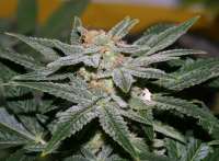 An image of Erdbeer x Sweet Pink Grapefruit