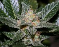 An image of Erdbeer x Sweet Pink Grapefruit
