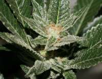 An image of Erdbeer x Sweet Pink Grapefruit