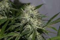 An image of OG.Kush-LemonLarry x ECSD BX1