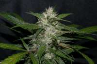An image of Sweet Chunk BX1