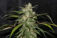 An image of Sweet Chunk BX1