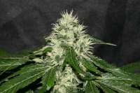 An image of Sweet Chunk BX1
