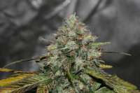An image of Sweet Chunk BX1