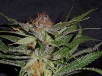 An image of Querkle S1