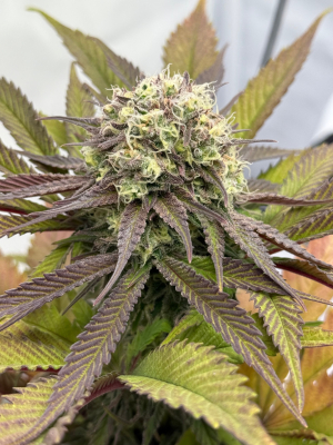 An image of White Choco Haze