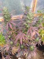 An image of Fruit Spirit OG