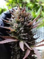 An image of Fruit Spirit OG