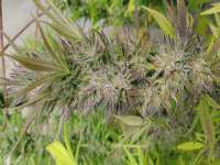 An image of Fruit Spirit OG