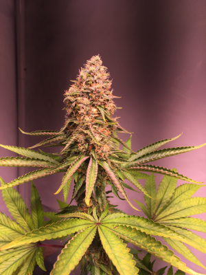 Auto BubbleGum archive 1