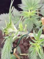 Auto Lemongrass archive 1