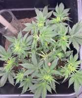 Auto Lemongrass archive 2