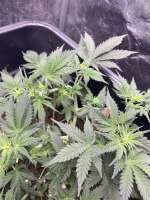 Auto Lemongrass archive 3