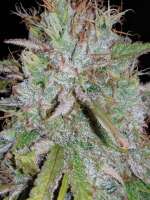 Auto Nova OG archive 4