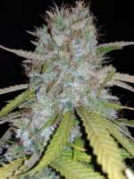 Auto Nova OG archive 3