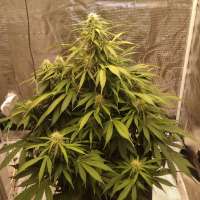 Auto Nova OG archive 2