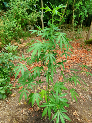 An image of Banana Kush
