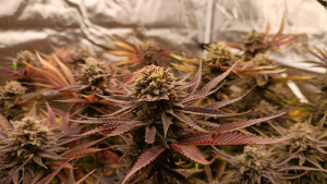An image of Frozen Black Cherry