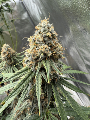 East Coast Sour Soda archive 1