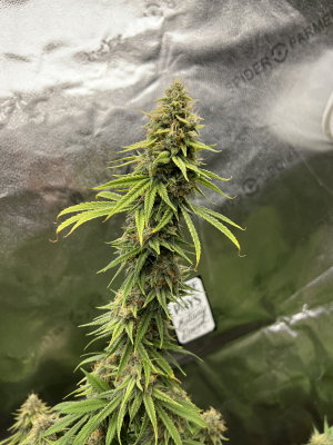 East Coast Sour Soda archive 4