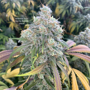 An image of Antenna Sour Gorilla Bubble Haze