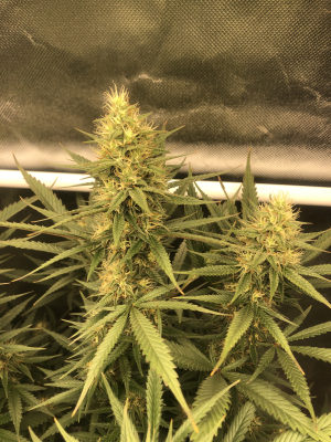 An image of Cherry Pie