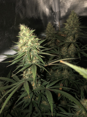 An image of Cherry Pie