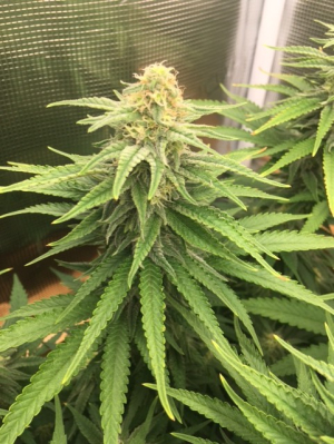 G13 Thirteen Project archive 2