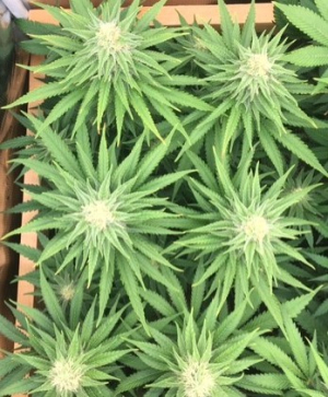 G13 Thirteen Project archive 1