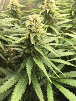 G13 Thirteen Project archive 4