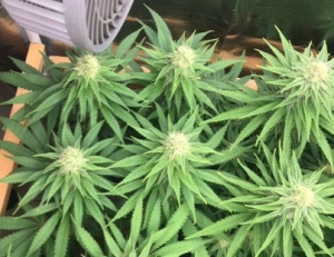 G13 Thirteen Project archive 3