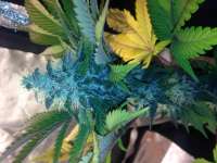 An image of Girl Scout Cookies Forum Cookies