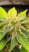 An image of Girl Scout Cookies Forum Cookies