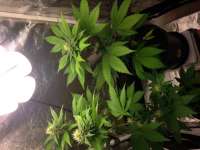 An image of Girl Scout Cookies Forum Cookies