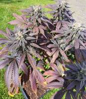 Purple Urkle: strain page photo, credit seedfinder.eu, copyright status shown with credit copyright unverified