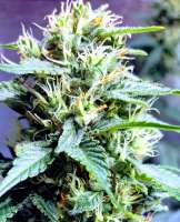 An image of Ghost OG