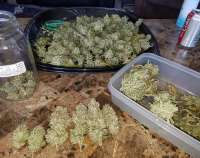 Lemon OG: strain page photo, credit seedfinder.eu, copyright status shown with credit copyright unverified