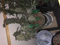 Platinum OG: strain page photo, credit seedfinder.eu, copyright status shown with credit copyright unverified